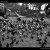 Pigeons