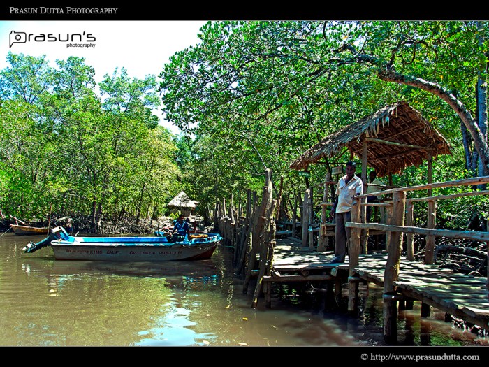 Jungle Jetty